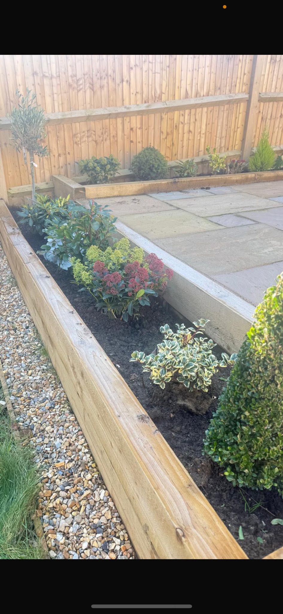 Raised garden border freshly planted with box hedging and shrubs